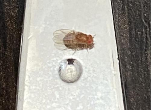 Drosophila sp.